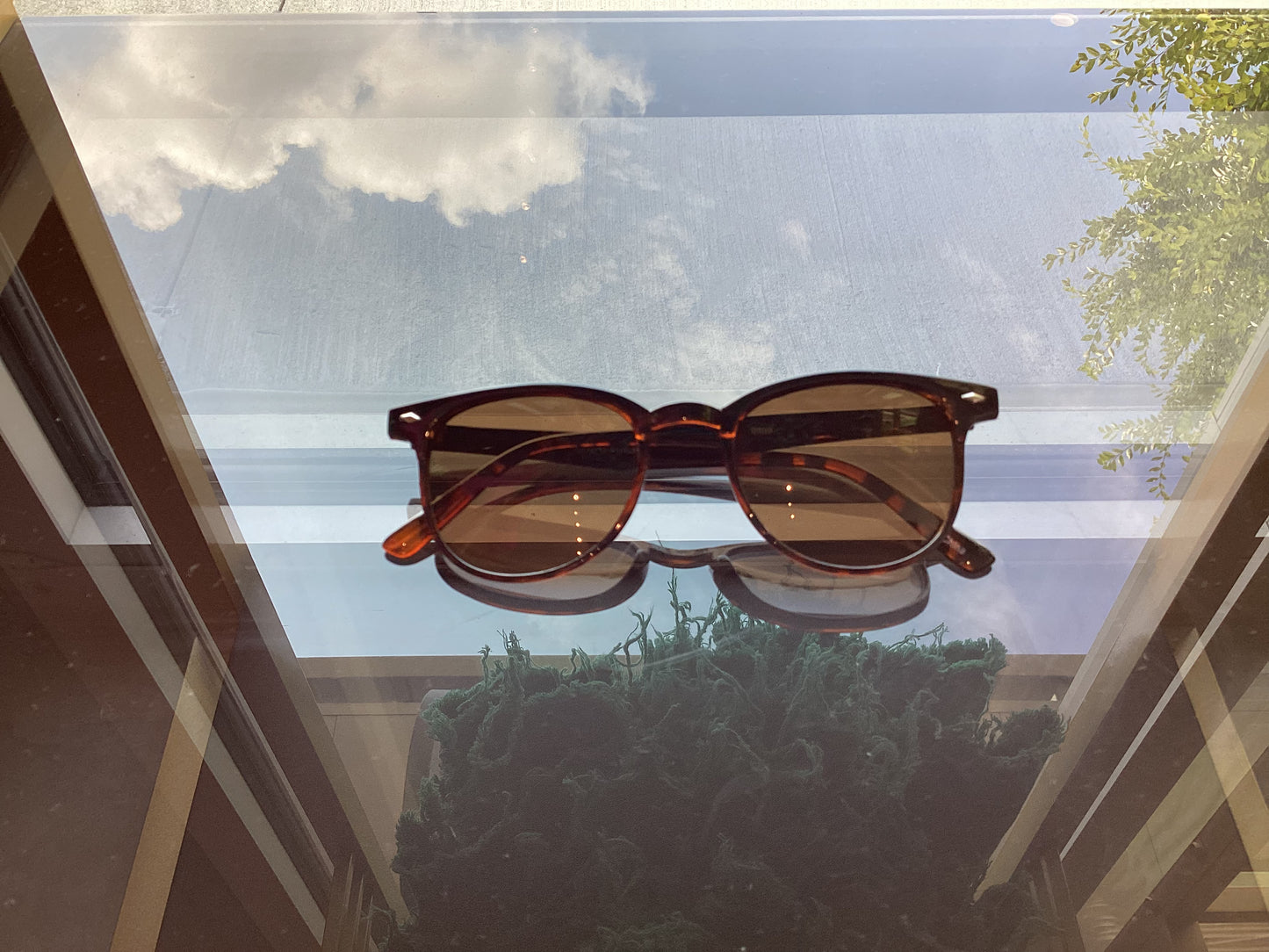 Summer Sunnies